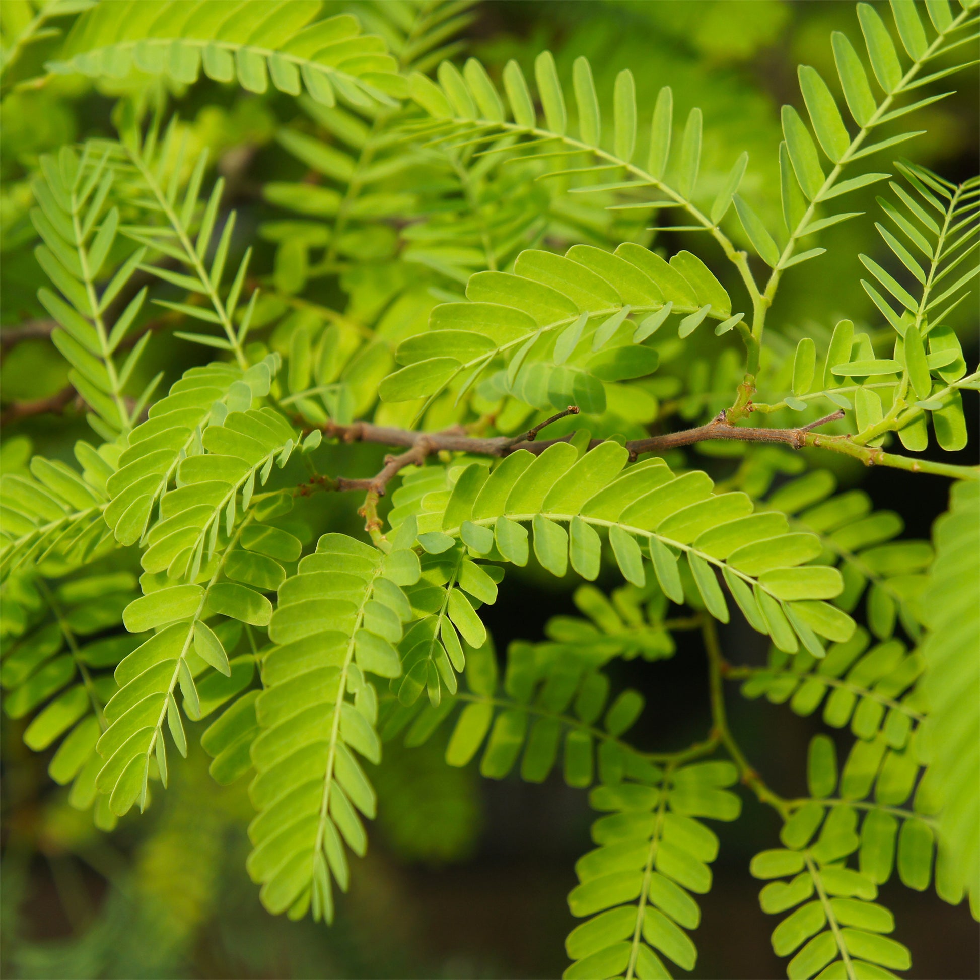 Amerikanischer Lederhülsenbaum 'Elegantissima' - Gleditsia triacanthos Elegantissima - Bakker