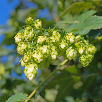 Echter Hopfen ‘Prima Donna’® - Humulus lupulus Prima Donna ® - Bakker