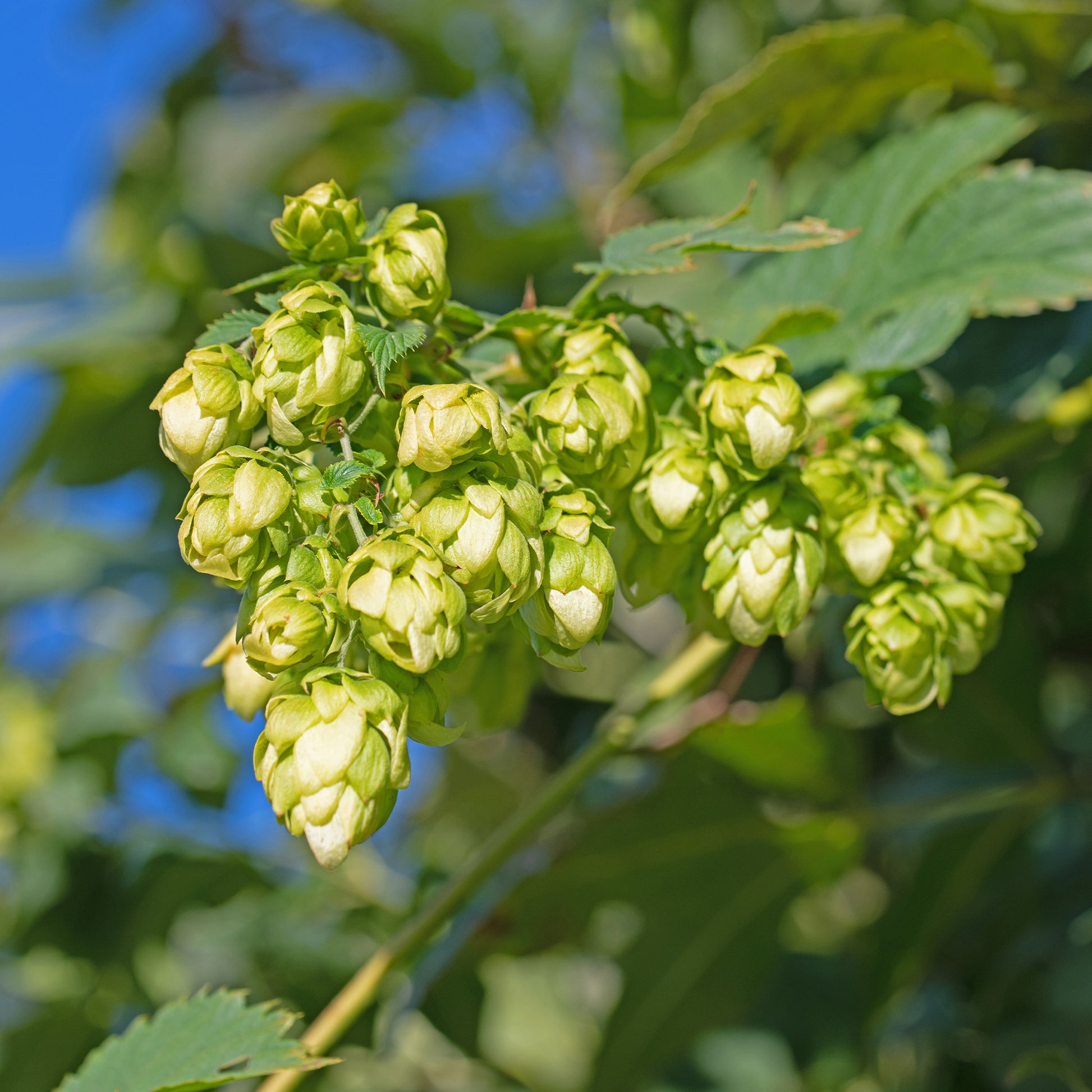 Echter Hopfen ‘Prima Donna’® - Humulus lupulus Prima Donna ® - Bakker