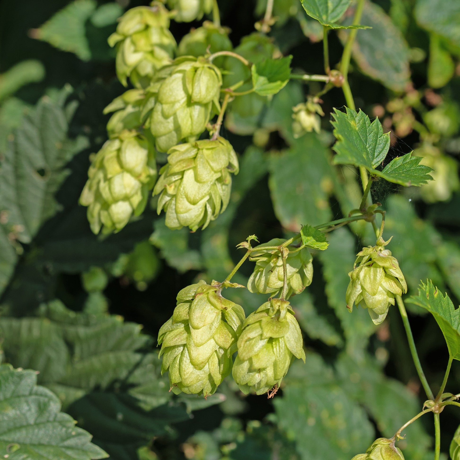 Echter Hopfen ‘Prima Donna’® - Bakker