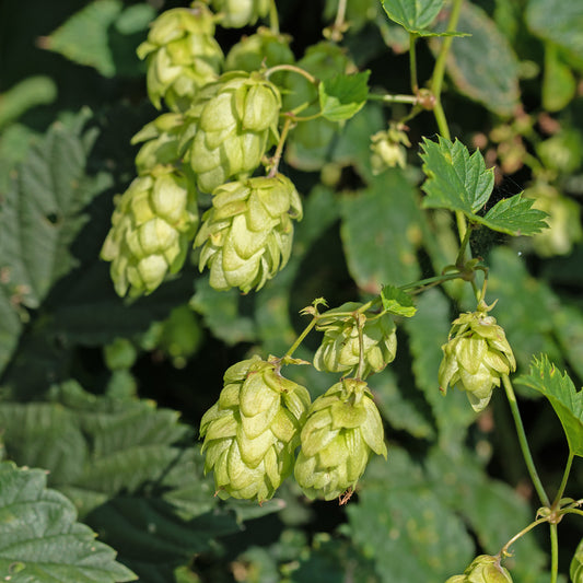 Echter Hopfen ‘Prima Donna’® - Bakker