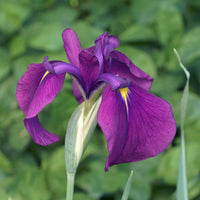 Japanische Schwertlilie ‘Variegata’ - Iris ensata Variegata - Bakker