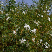 Grasse-Jasmin - Jasminum grandiflorum - Bakker