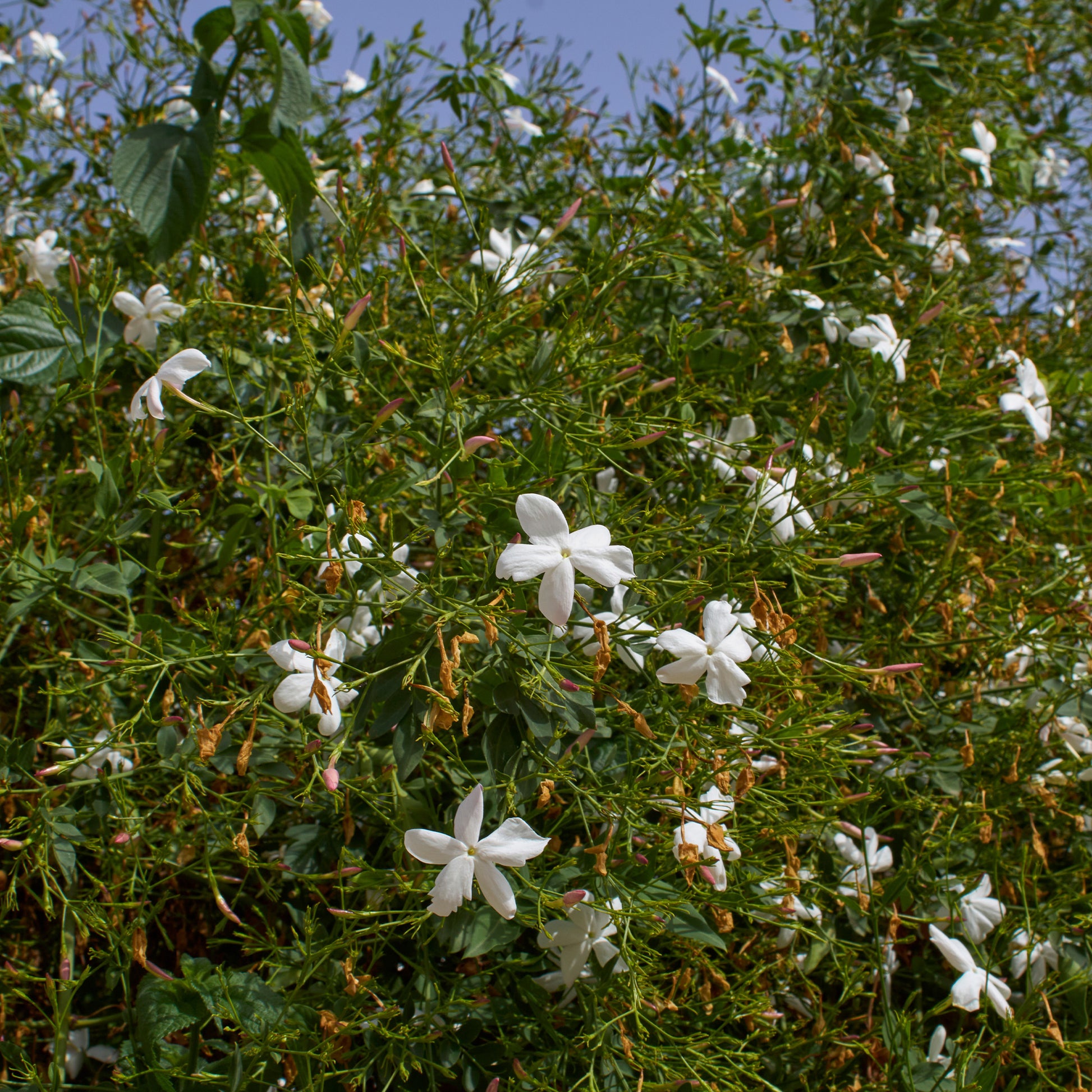 Grasse-Jasmin - Jasminum grandiflorum - Bakker