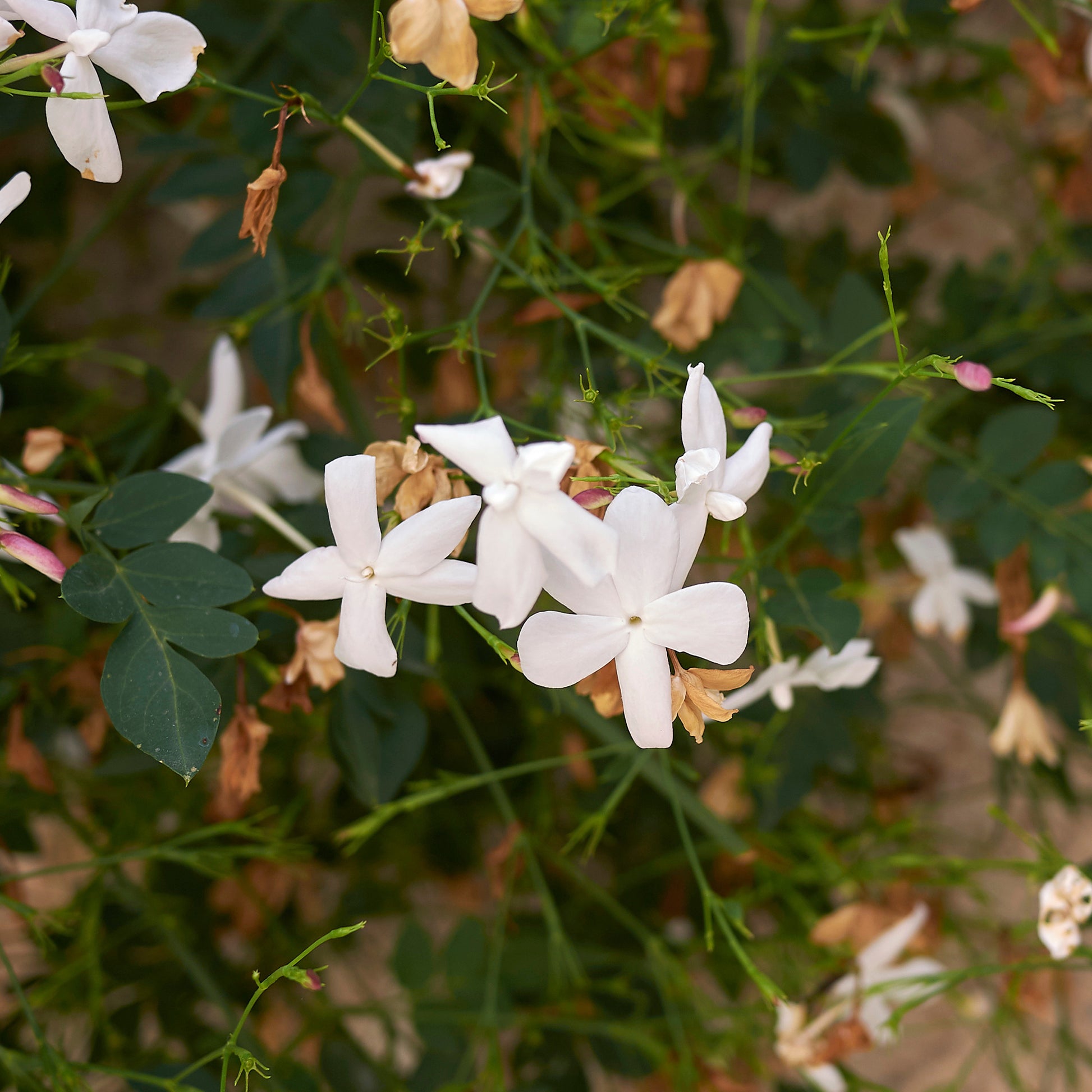 Grasse-Jasmin - Bakker
