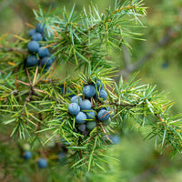 Gemeiner Wacholder - Juniperus communis - Bakker