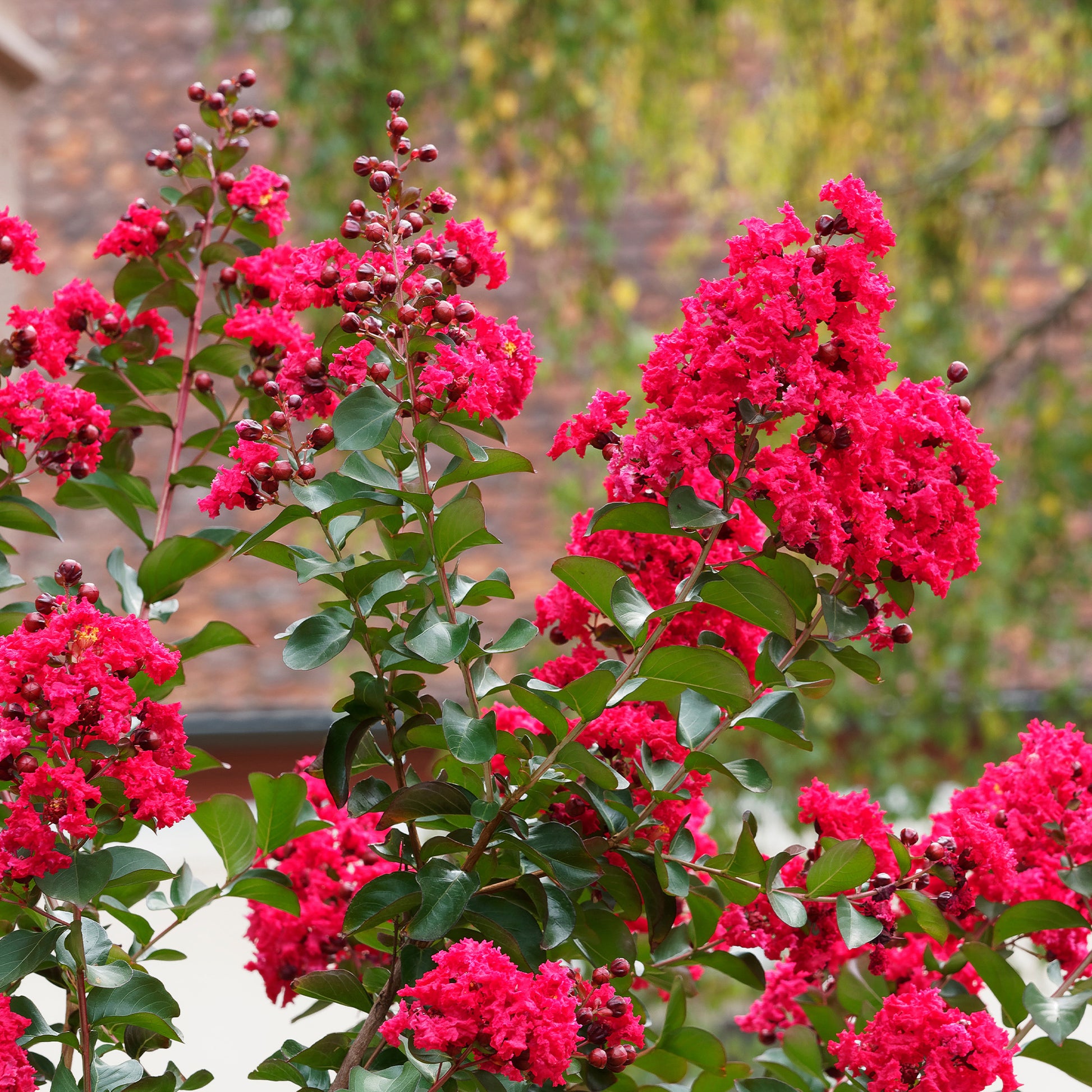 Verkauf Kreppmyrte 'Red Rocket' - Lagerstroemia indica Red Rocket