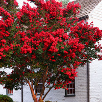 Indischer Flieder - Kreppmyrte 'Red Rocket' - Lagerstroemia indica Red Rocket