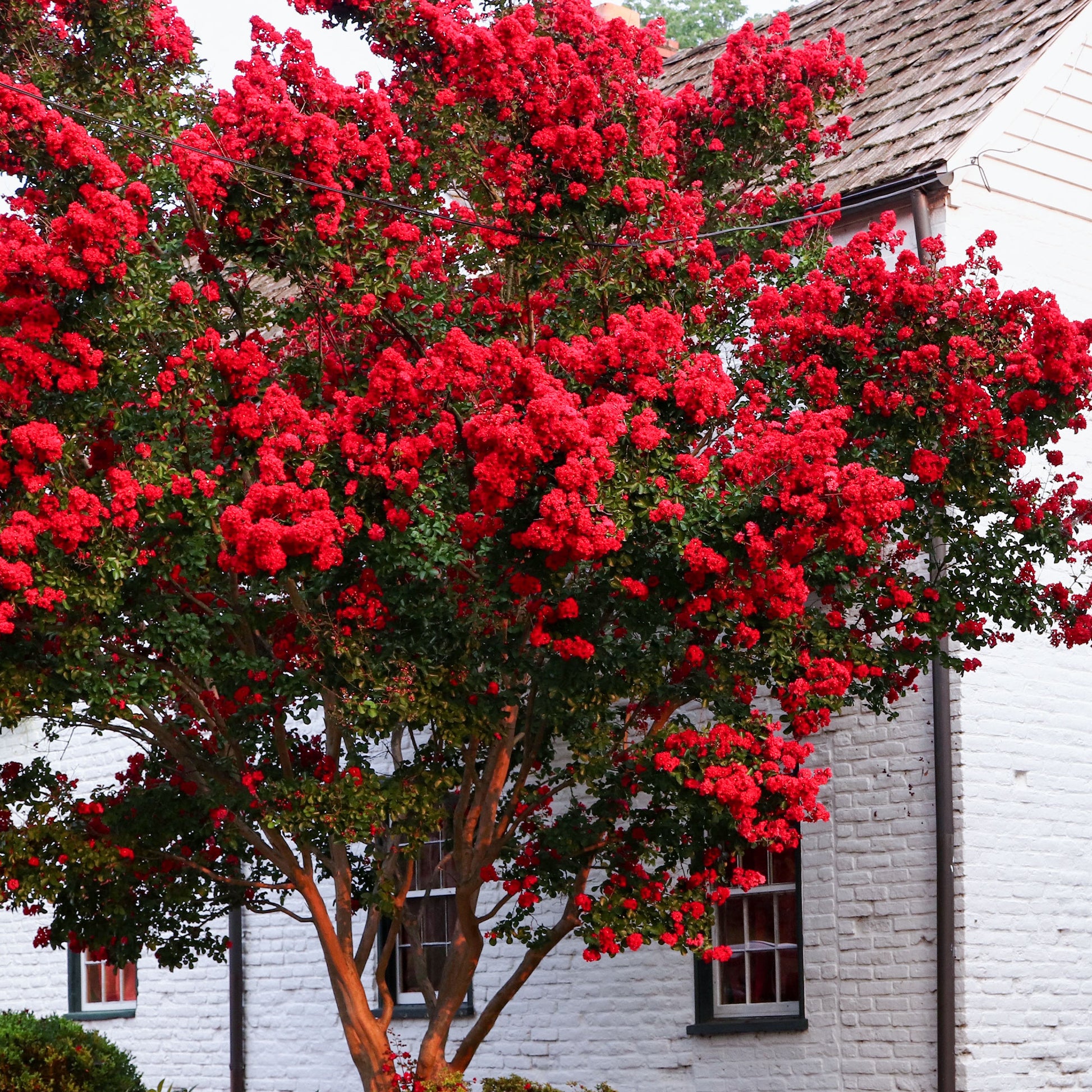 Indischer Flieder - Kreppmyrte 'Red Rocket' - Lagerstroemia indica Red Rocket