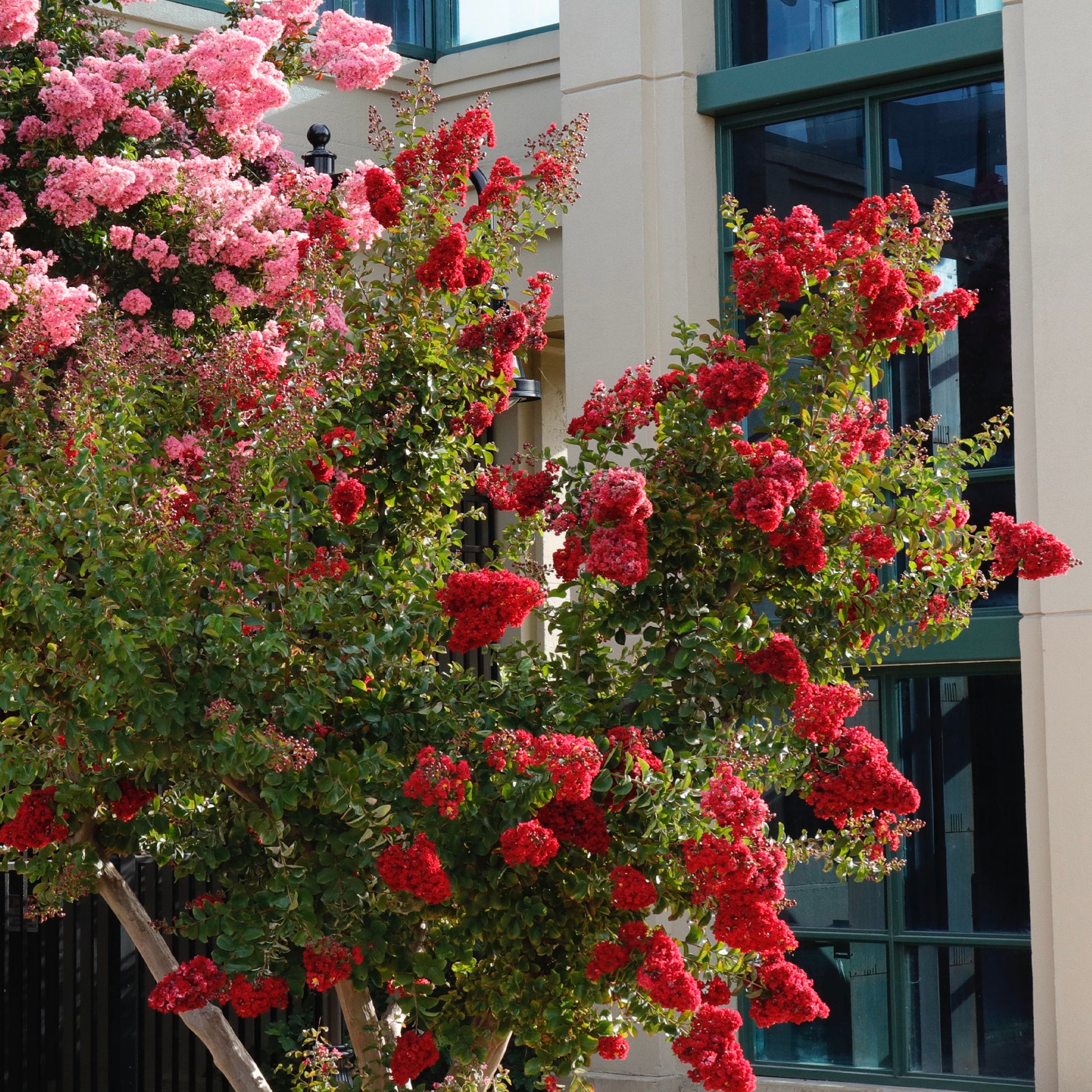 Kreppmyrte 'Red Rocket' - Lagerstroemia indica Red Rocket - Bakker