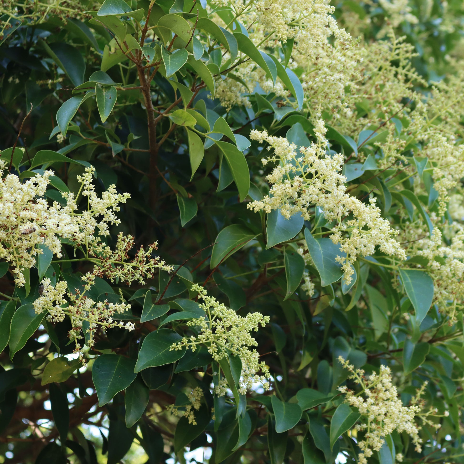 Verkauf Glänzender Liguster - Ligustrum lucidum