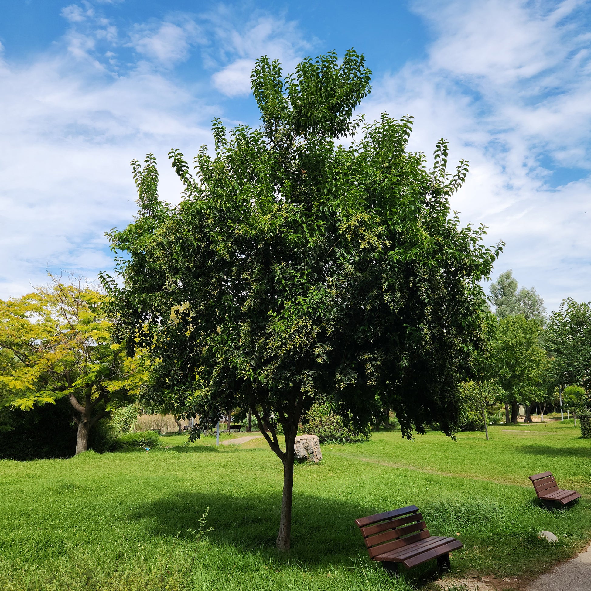 Glänzender Liguster - Ligustrum lucidum - Bakker
