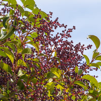 Liguster - Ligustrum - Glänzender Liguster - Ligustrum lucidum