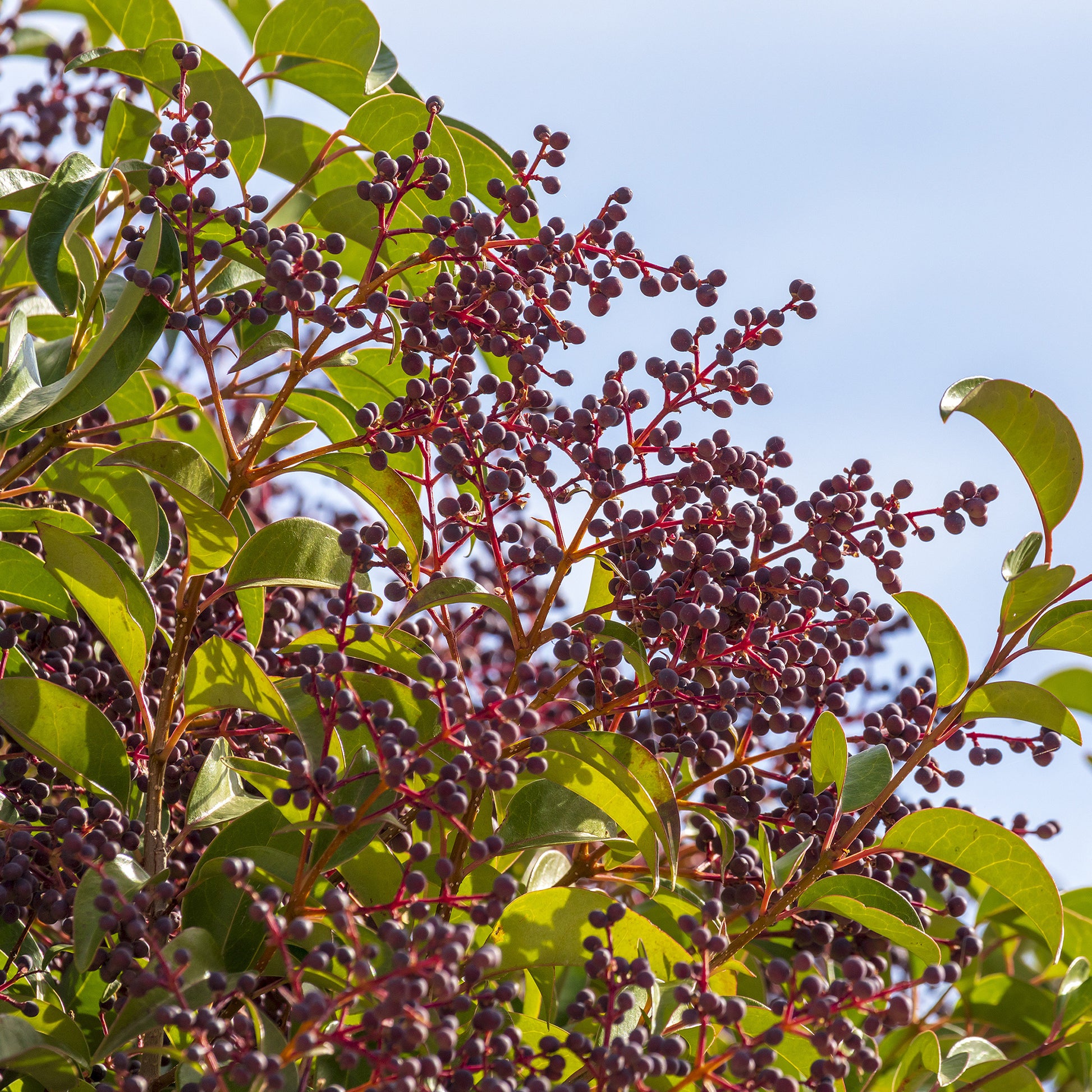 Liguster - Ligustrum - Glänzender Liguster - Ligustrum lucidum