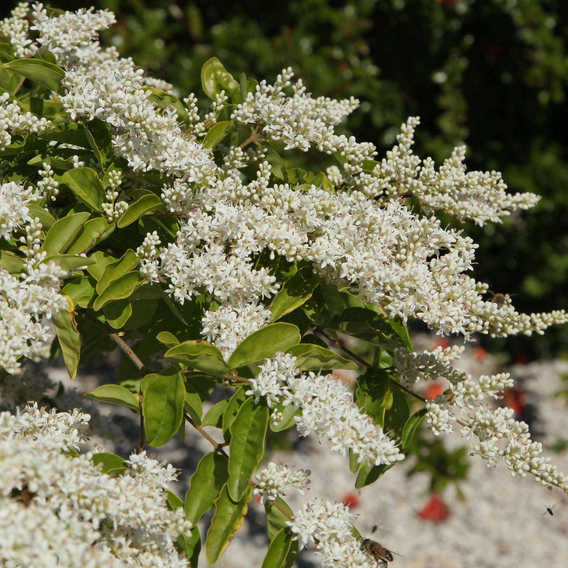 Ligustrum lucidum - Glänzender Liguster - Liguster - Ligustrum