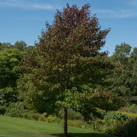Amberbaum 'Worplesdon' - Liquidambar styraciflua Worplesdon - Bakker