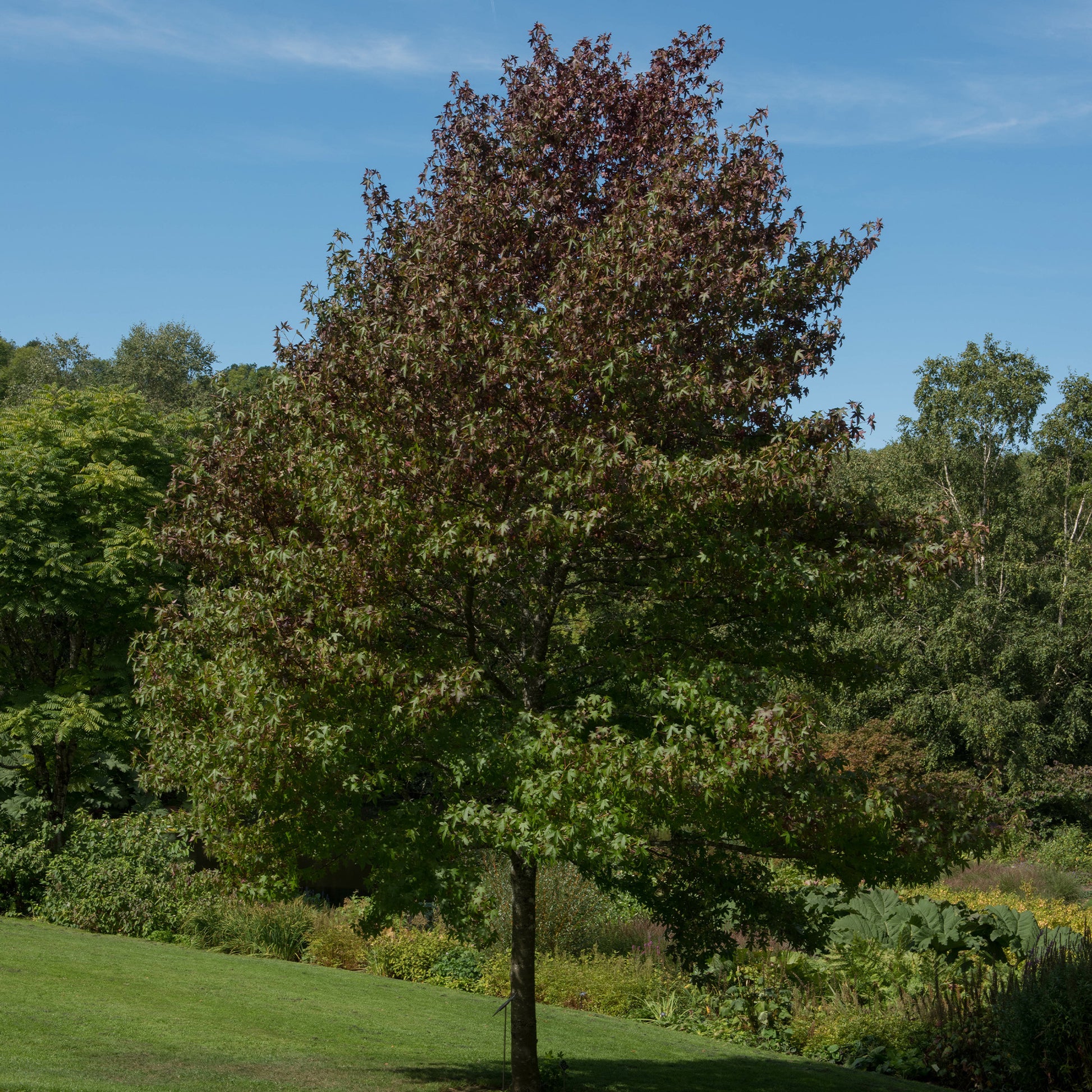 Amberbaum 'Worplesdon' - Liquidambar styraciflua Worplesdon - Bakker