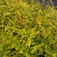 Buchsblättrige Heckenkirsche ‘Baggesen’s Gold’ - Lonicera nitida Baggesen's Gold - Bakker