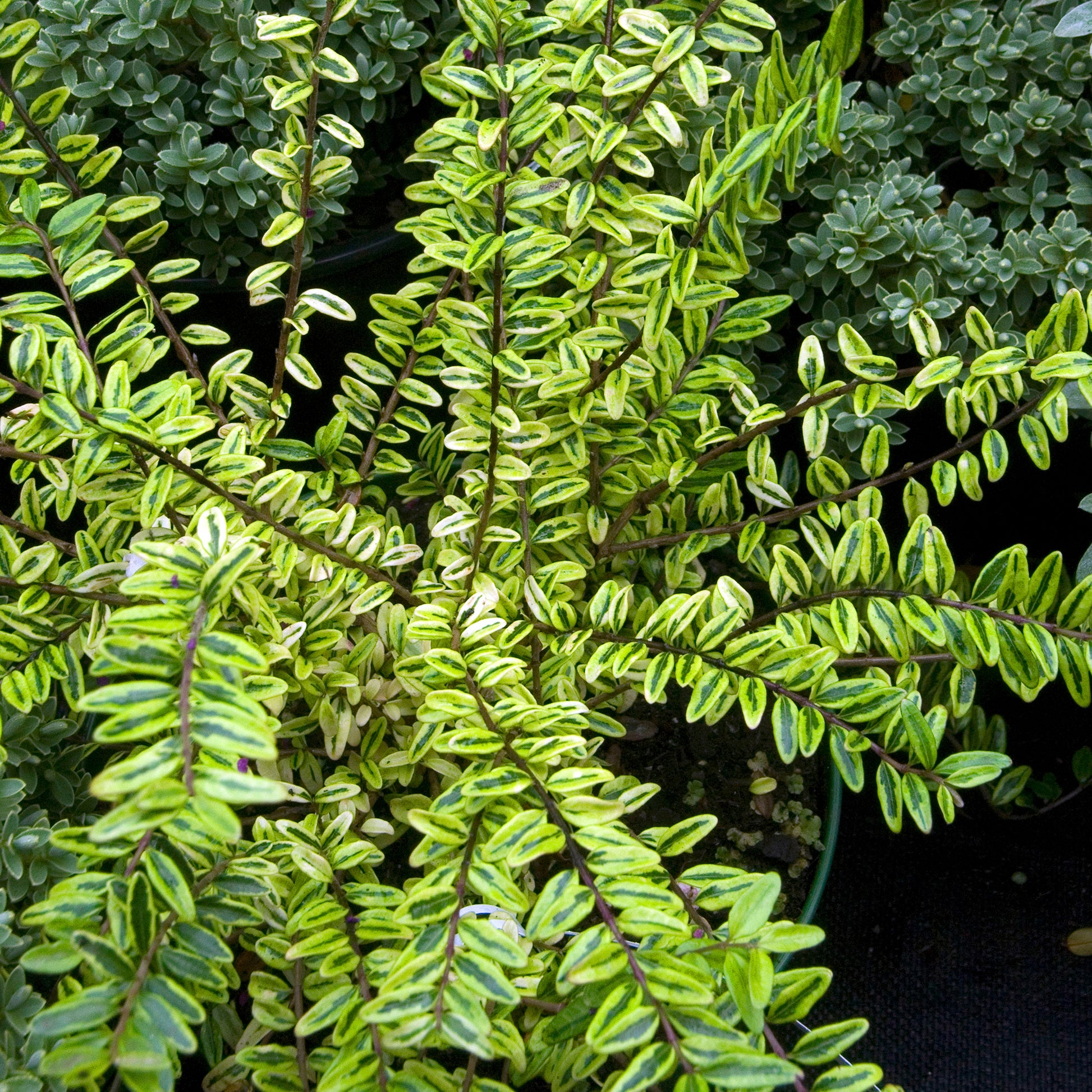 Heckenmyrte 'Lemon Beauty' - Lonicera nitida Lemon Beauty - Bakker