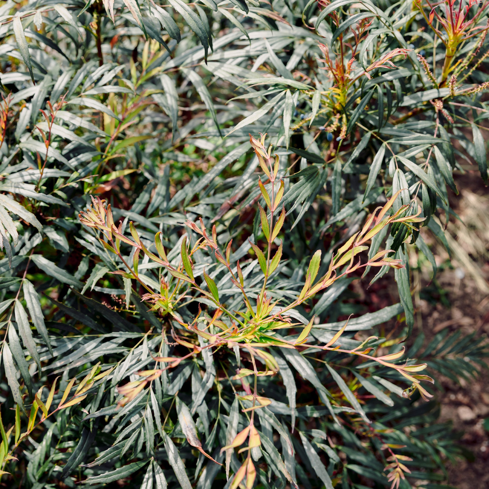 Mahonie 'Narihira' - Bakker