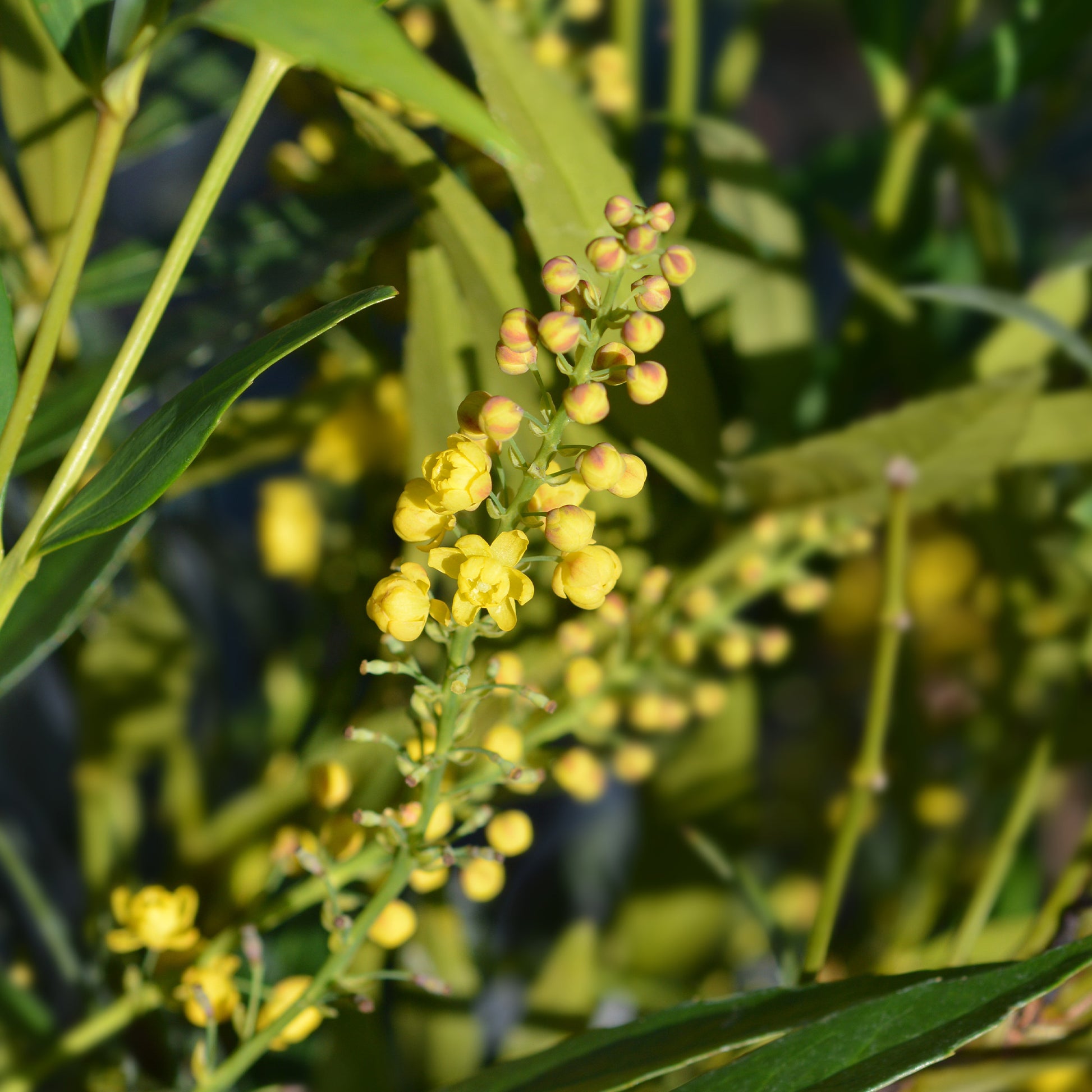 Mahonia confusa Narihira - Mahonie 'Narihira' - Mahonia - Mahonie