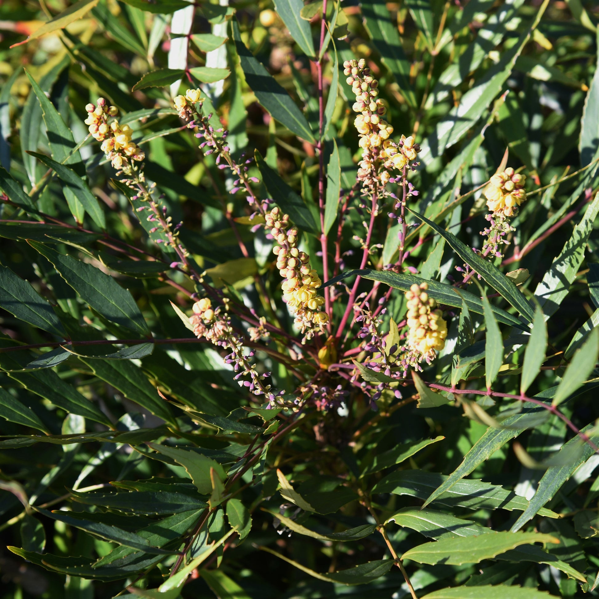 Mahonie 'Narihira' - Mahonia confusa Narihira - Bakker