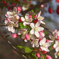 Malus floribunda - Japanischer Zierapfel - Zierapfel