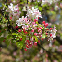 Japanischer Zierapfel - Malus floribunda - Bakker