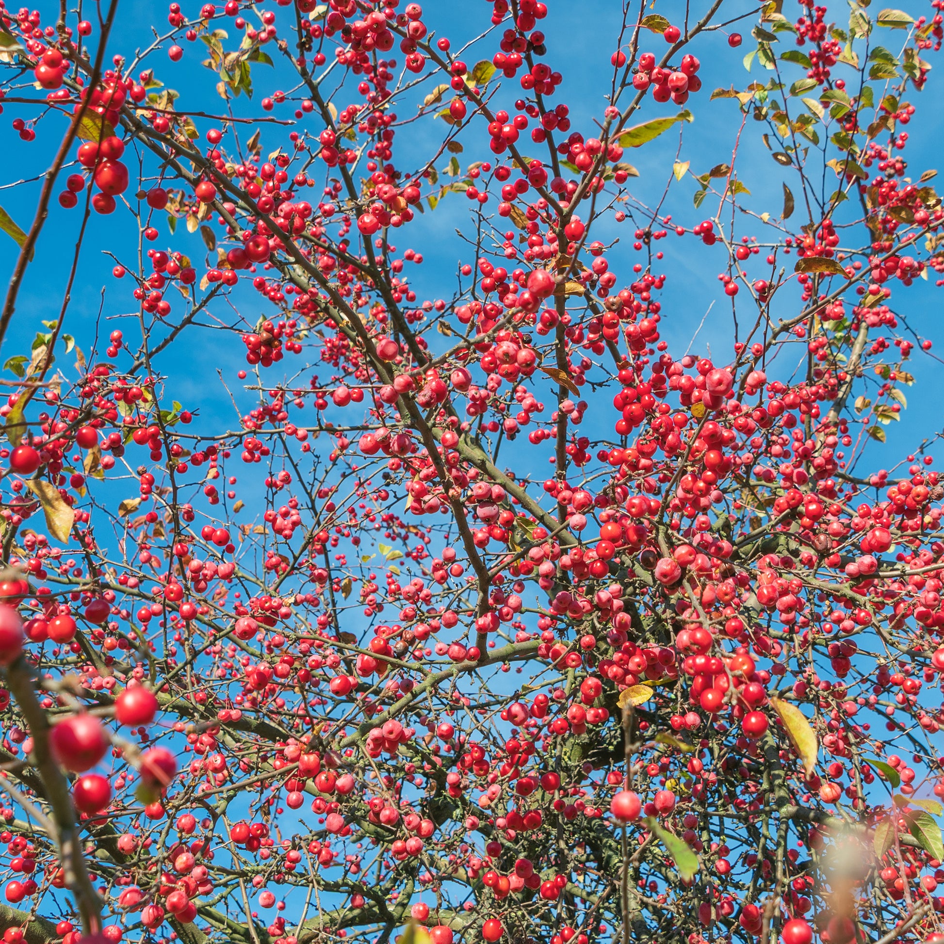 Zierapfel - Japanischer Zierapfel - Malus floribunda