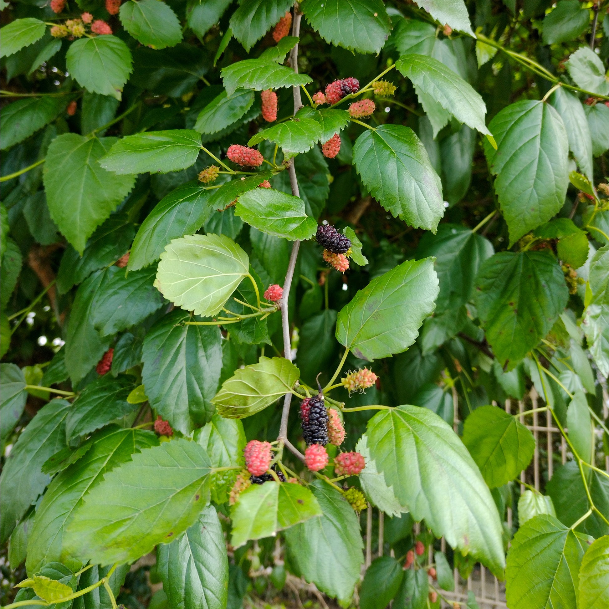 Morus nigra - Schwarze Maulbeere - Bäume