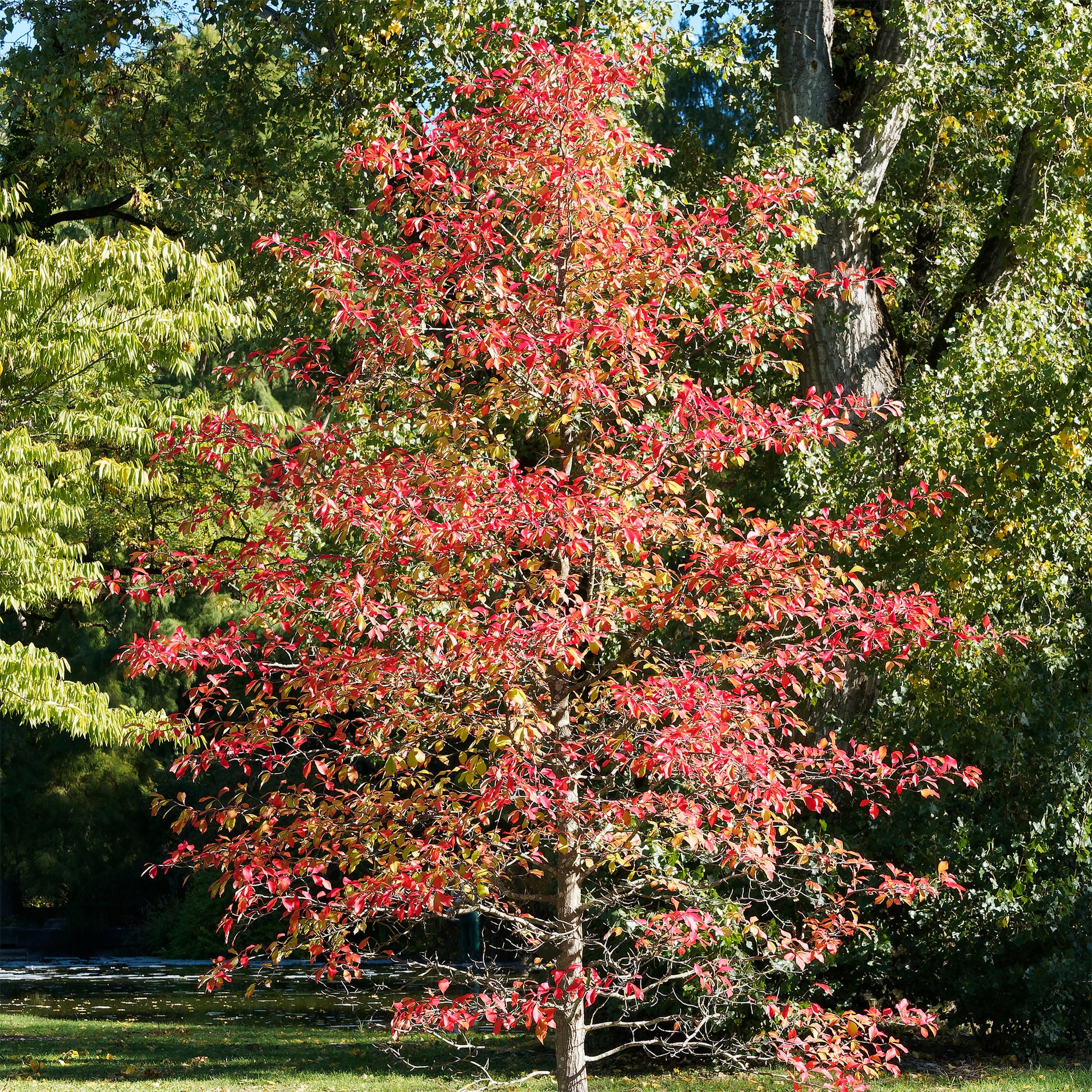 Nyssa sylvatica - Tupelobaum - Bäume
