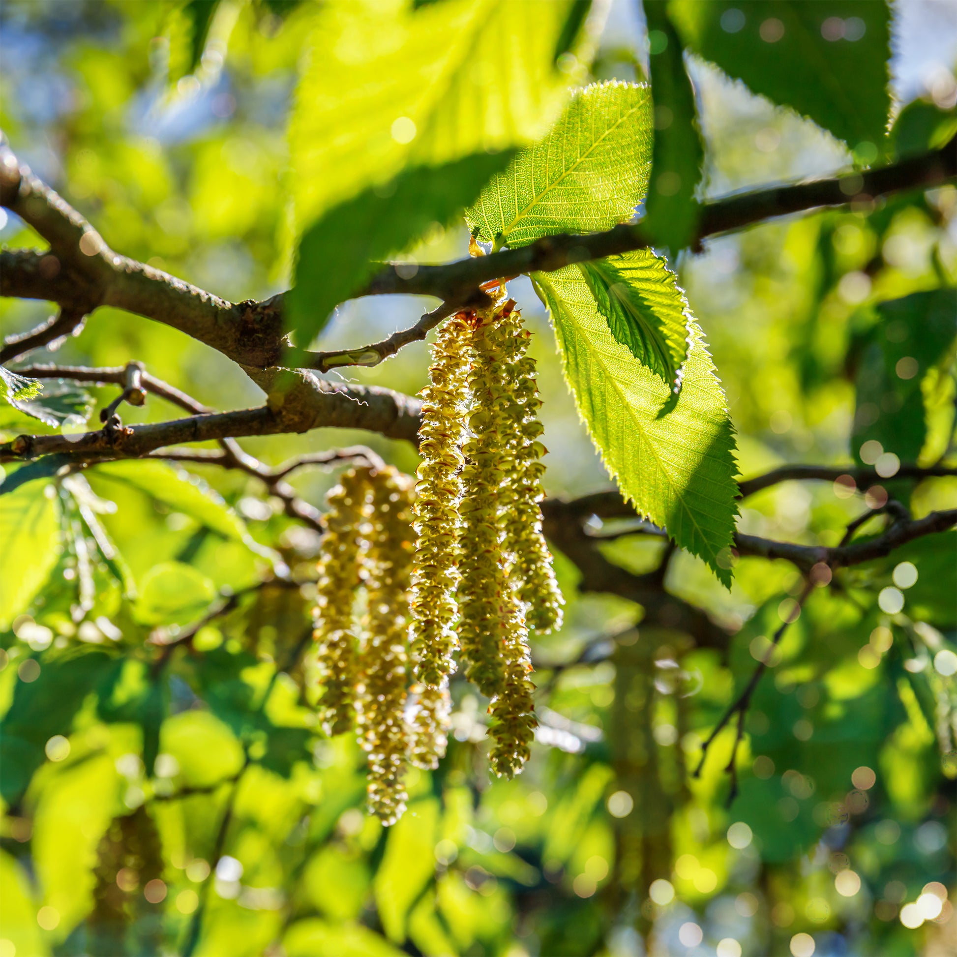 Europäische Hopfenbuche - Ostrya carpinifolia - Bakker