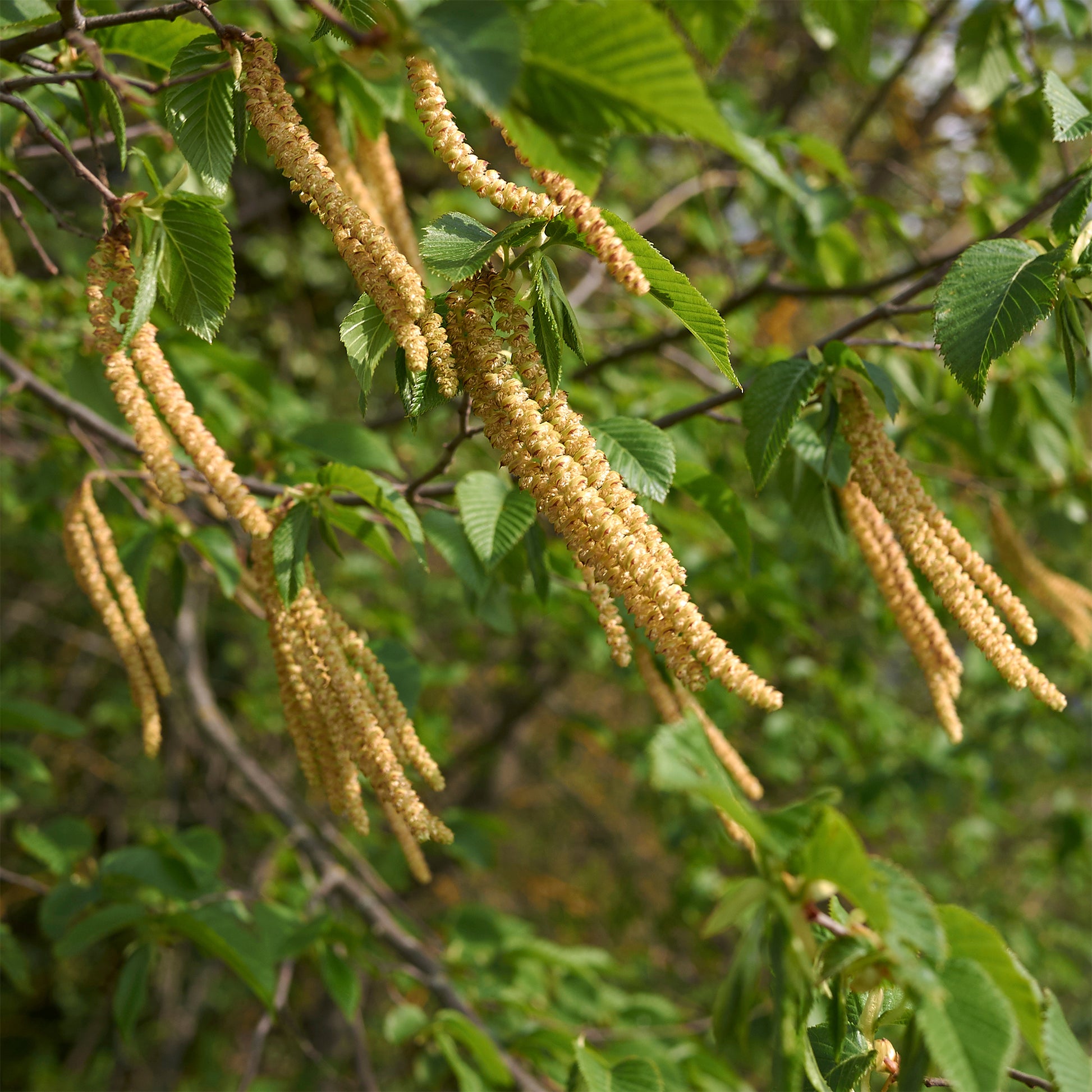 Ostrya carpinifolia - Europäische Hopfenbuche - Hainbuche