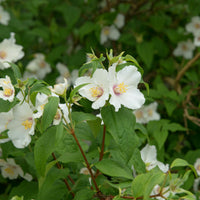 Gartenjasmin 'Belle Etoile' - Philadelphus Belle Etoile - Bakker