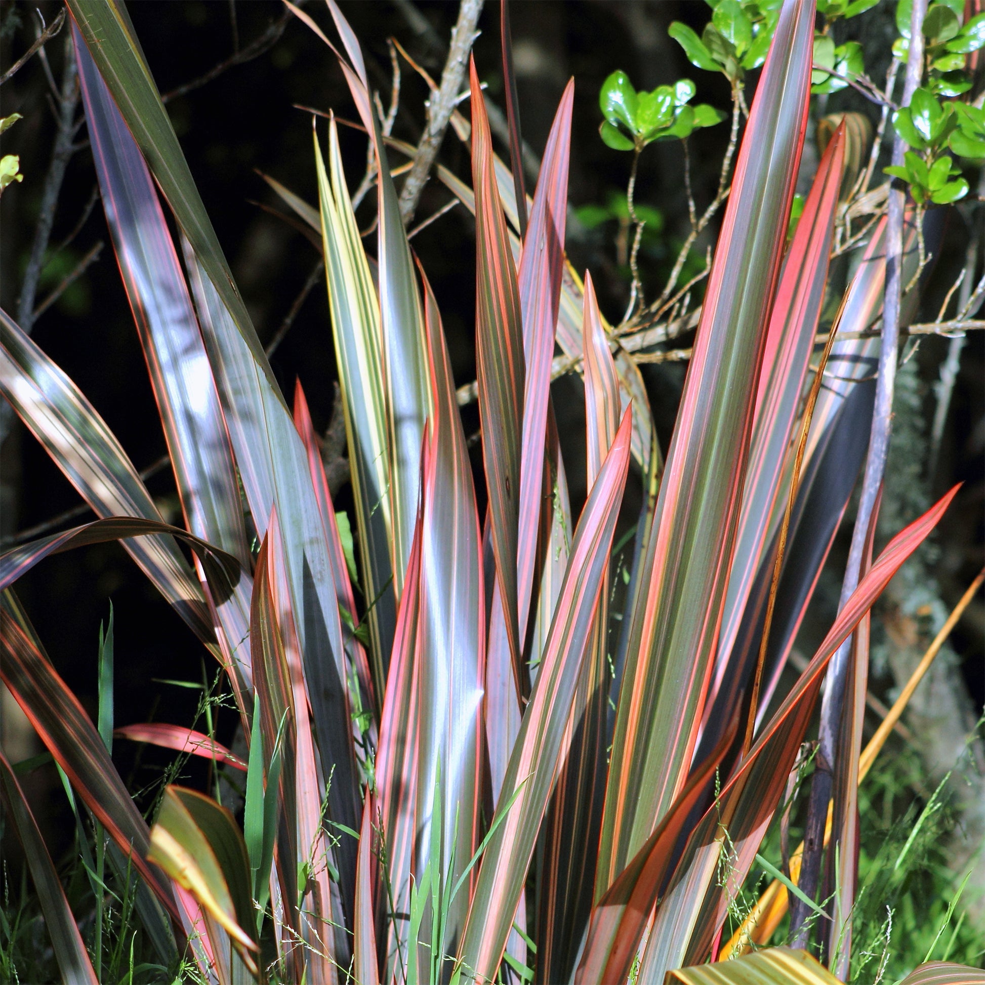 Neuseeländischer Flachs Sundowner - Phormium Sundowner - Bakker
