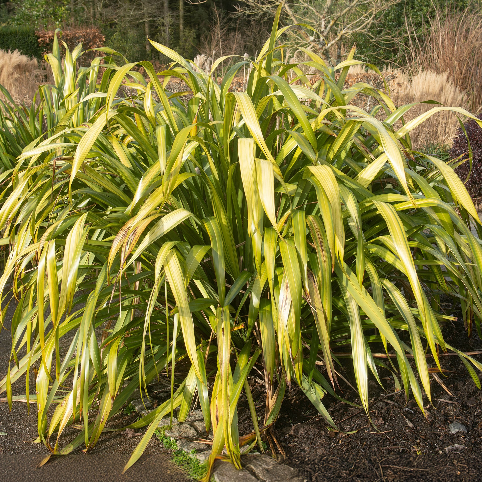 Neuseeländischer Flachs ‘Yellow Wave’ - Phormium Yellow Wave - Bakker