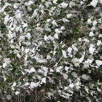 Silberpappel - Bakker