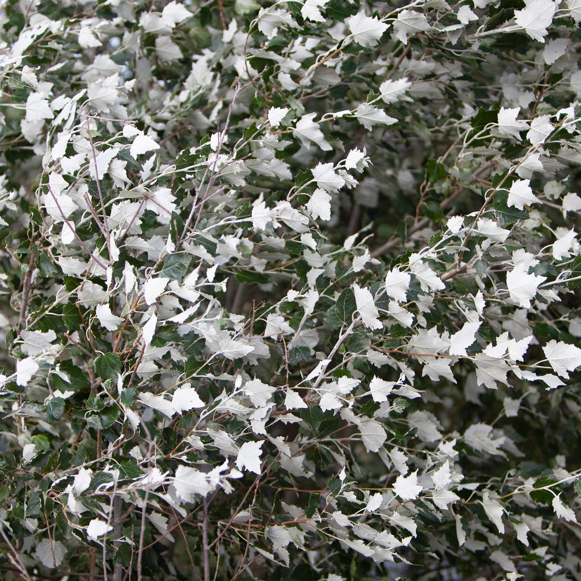 Silberpappel - Bakker