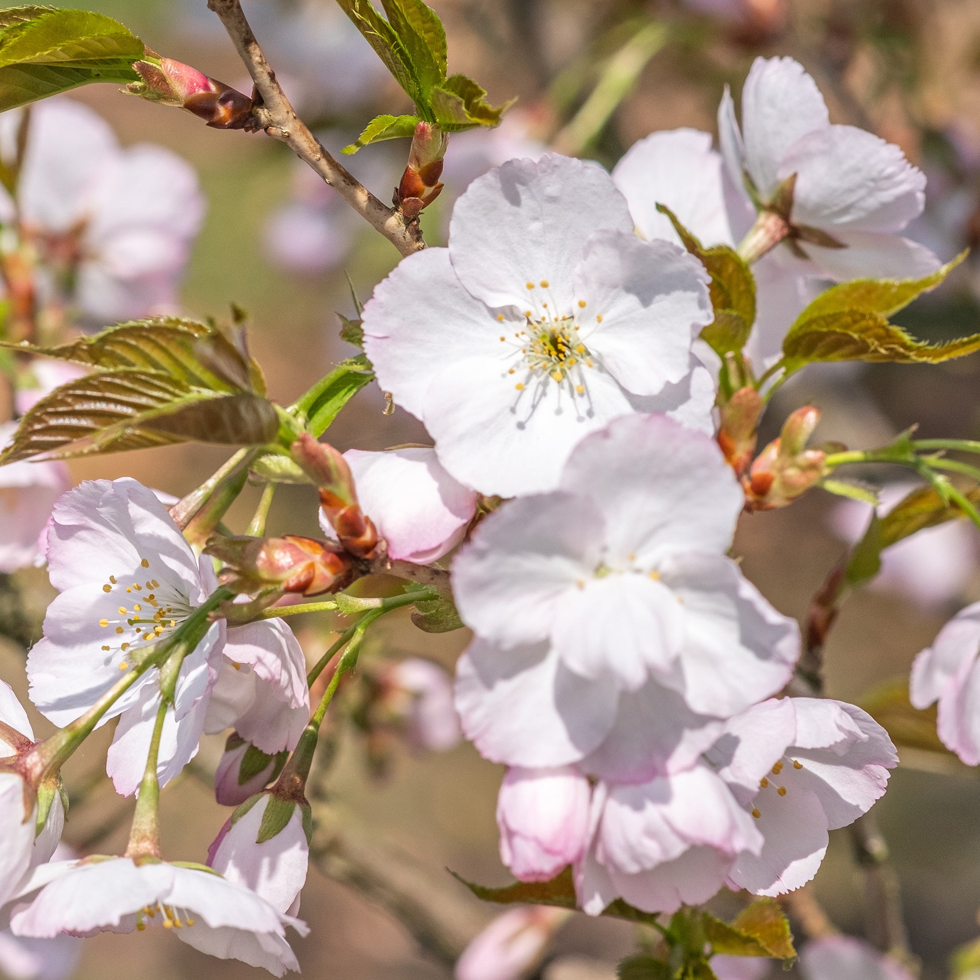 Zierkirsche ‘Sunset Boulevard’ - Prunus serrulata Sunset Boulevard - Bakker