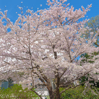 Japanische Blütenkirsche - Prunus x yedoensis - Bakker