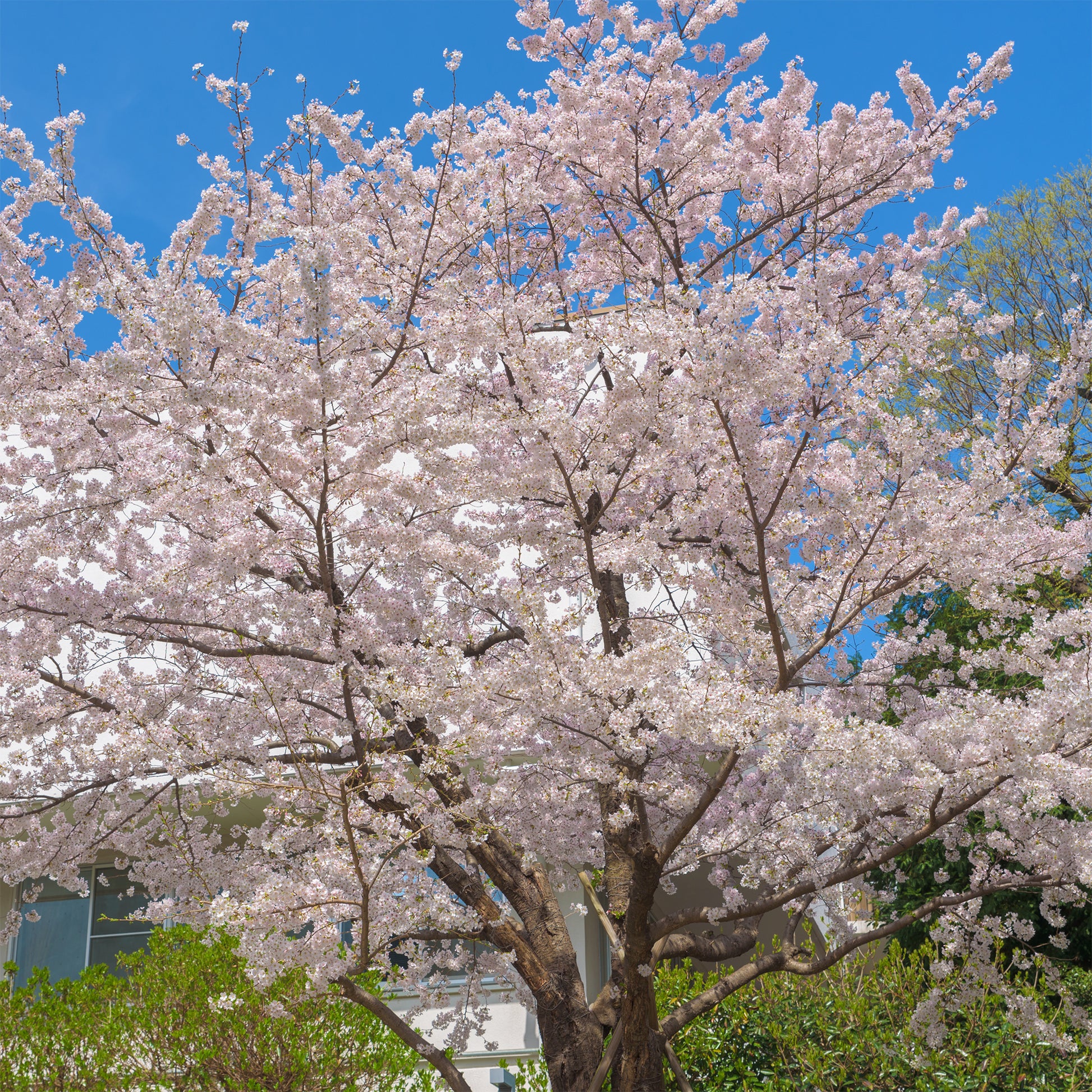 Japanische Blütenkirsche - Prunus x yedoensis - Bakker