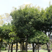 Quercus myrsinifolia - Bambusblättrige Eiche - Eiche