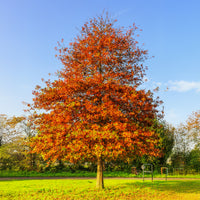 Quercus palustris - Sumpfeiche - Eiche
