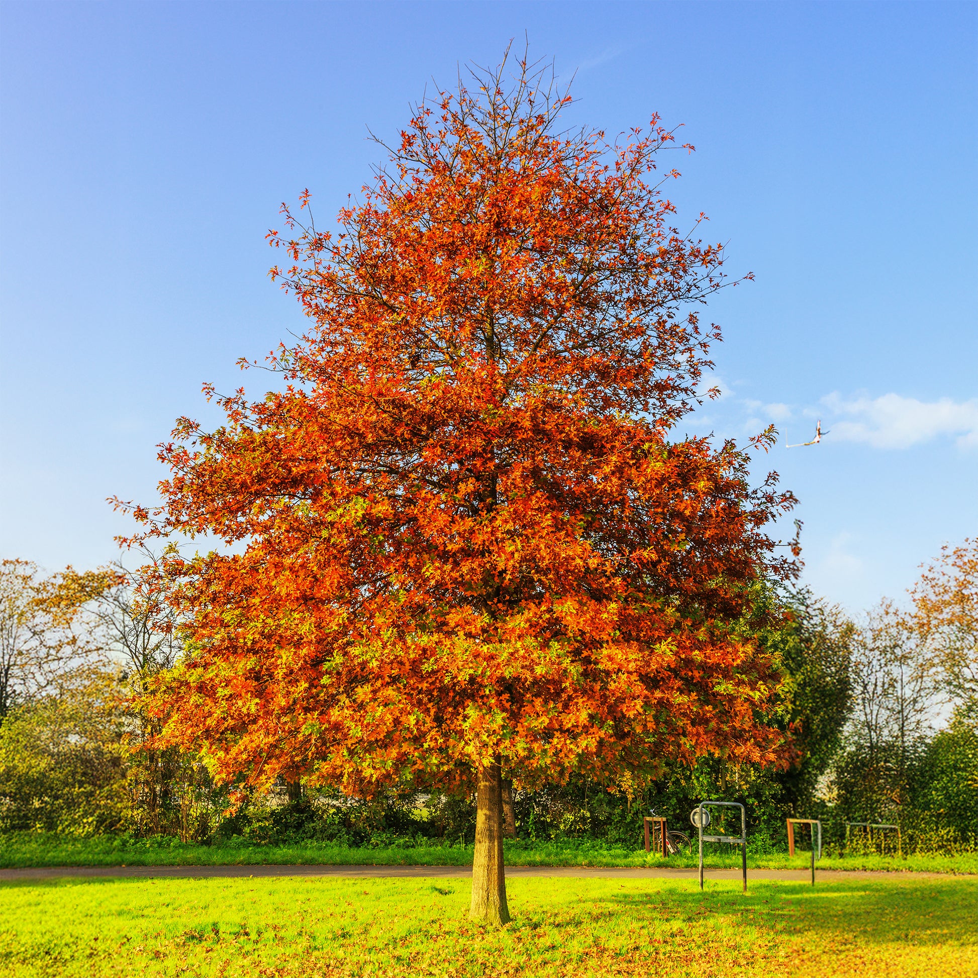 Quercus palustris - Sumpfeiche - Eiche