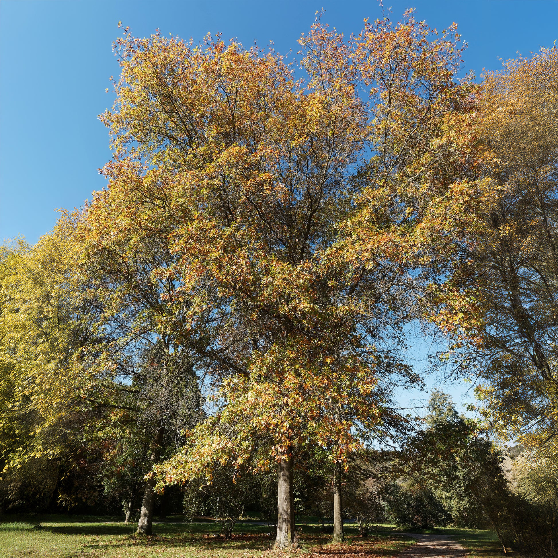 Sumpfeiche - Quercus palustris - Bakker