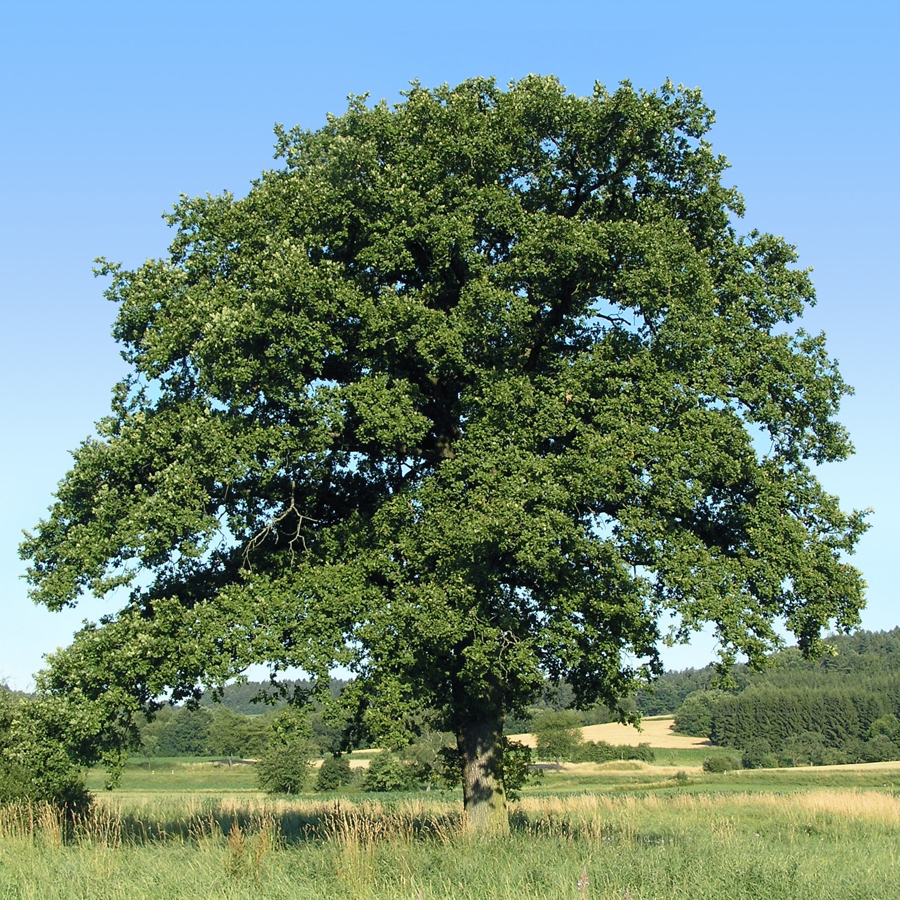 Traubeneiche - Bakker