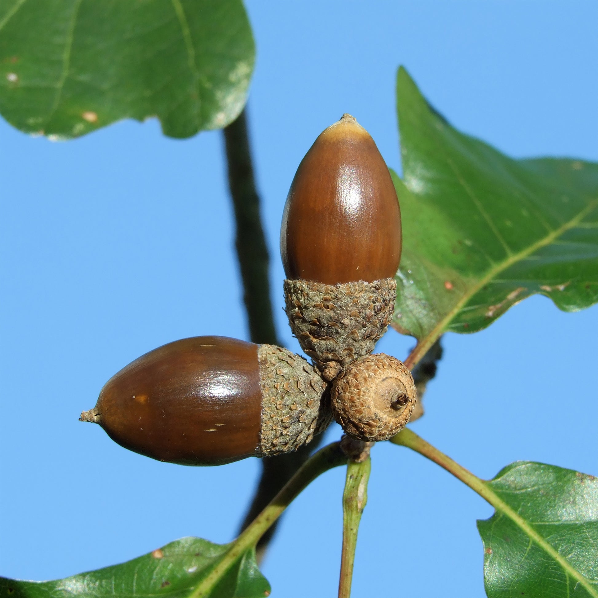 Quercus petraea - Traubeneiche - Eiche