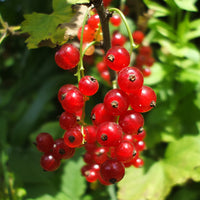 Rote Johannisbeere ‘Versaillaise Rouge’ - Ribes rubrum Versaillaise Rouge - Bakker