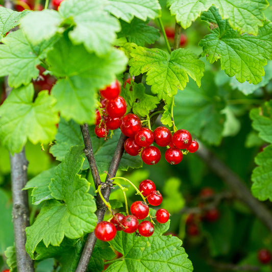 Rote Johannisbeere ‘Versaillaise Rouge’ - Bakker