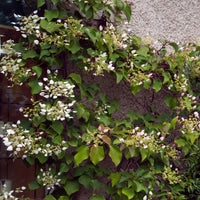 Schizophragma anomala petiolaris Brookside Little Leaf - Kletterhortensie ‘Brookside Little Leaf’ - Kletterhortensie